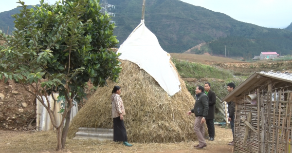 Anh Mùa A Thái chăm sóc đàn Trâu của gia đình