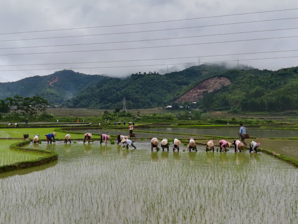 nhân dân xã Phúc Than cấy lúa đông xuân