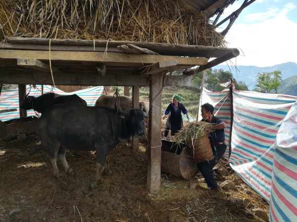 Gia đình Ông Hảng Dua Vàng-bản Hô Ta chăm sóc đàn trâu