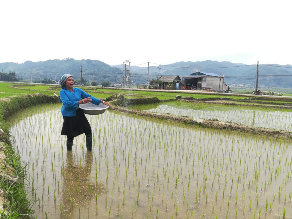 Nhân dân xã Mường Than bón phân cho cây lúa