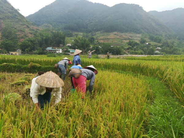 Nhân dân xã Hua Nà thu hoạch lúa