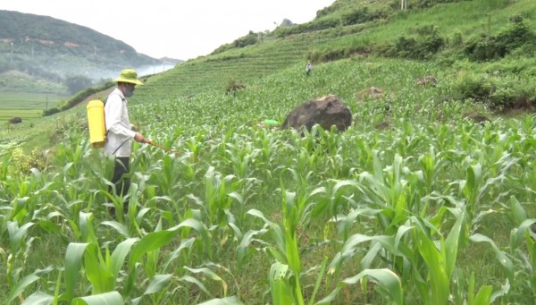 Nhân dân bản Nà phun thuốc trừ sâu cho Ngô