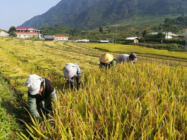 Nhân dân bản Hô Ta thu hoạch lúa mùa