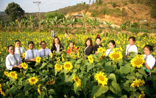 Đến bản du lịch cộng đồng Thẩm Phé, xã Mường Kim (huyện Than Uyên) du khách sẽ được hòa mình vào những vườn hoa hướng dương rực rỡ.