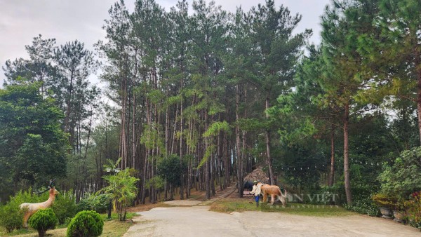 Nơi nào được ví như "Đà Lạt thu nhỏ" giữa vùng Tây Bắc?