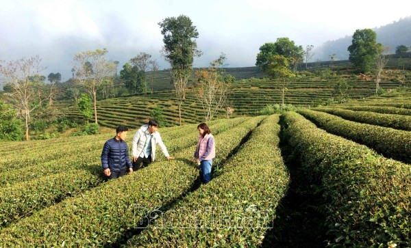 Thăm vườn chè OCOP của ông chủ trẻ nhất Lai Châu