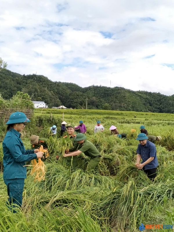 Xã Mường Than tổ chức huy động dựng lúa đổ giúp nhân dân sau cơ bão số 3