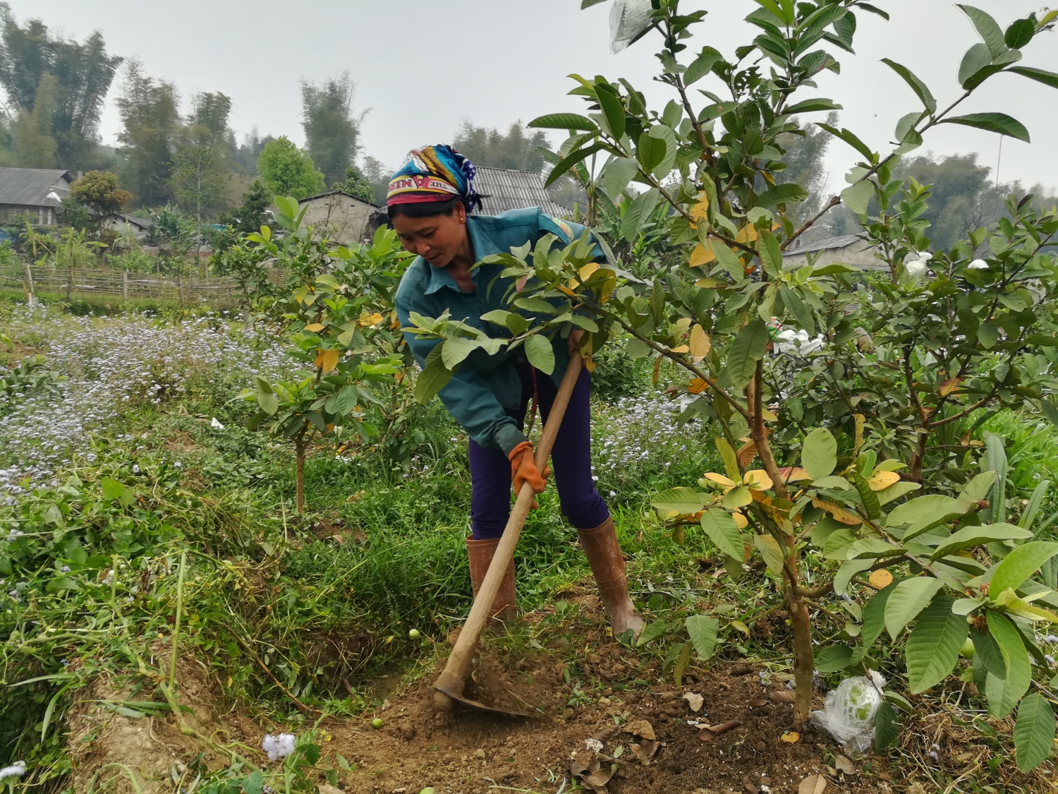 Nông dân xã Hua Nà chăm sóc cây ổi